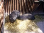 Lisbon Zoo Children Farm.