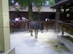 Lisbon Zoo Children Farm.