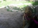 Lisbon Zoo Tiger.