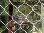 Lisbon Zoo Tiger.