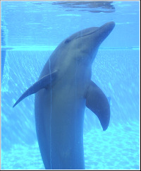 Lisbon Zoo Dolphin.