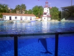 Lisbon Zoo Dolphin Show.