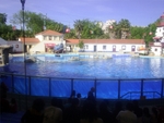 Lisbon Zoo Dolphin Show.