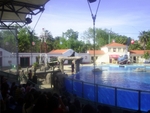 Lisbon Zoo Dolphin Show.