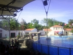 Lisbon Zoo Dolphin Show.