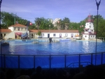 Lisbon Zoo Dolphin Show.