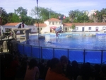 Lisbon Zoo Dolphin Show.