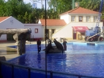 Lisbon Zoo Dolphin Show.