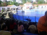 Lisbon Zoo Dolphin Show.