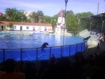 Lisbon Zoo Dolphin Show.