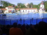 Lisbon Zoo Dolphin Show.