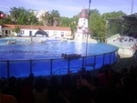 Lisbon Zoo Dolphin Show.