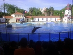 Lisbon Zoo Dolphin Show.