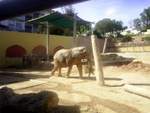 Lisbon Zoo Elephant.