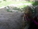 Lisbon Zoo Tiger.