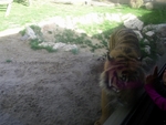 Lisbon Zoo Tiger.