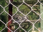 Lisbon Zoo Tiger.