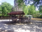 Lisbon Zoo Zebra.