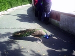 Lisbon Zoo Peacock.