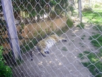 Lisbon Zoo Tiger.