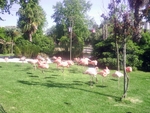 Lisbon Zoo Flamingo.