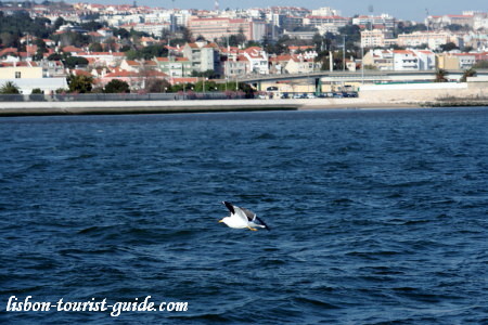 Lisbon Rio Tejo - Tagus River.